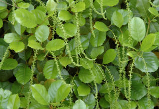 Itea ilicifolia